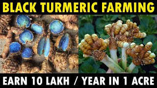 BLACK TURMERIC FARMING in India  Black Turmeric Cultivation Guide [upl. by Tteirrah13]