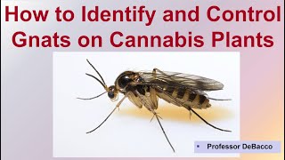 How to Identify and Control Gnats on Cannabis Plants [upl. by Dogs]