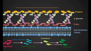 Azoles And Terbinafine antifungal animation [upl. by Aili]