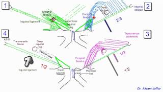 Anatomy of the inguinal region simplified [upl. by Daniels768]