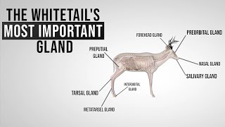 The Whitetails Most Important Gland [upl. by Gottlieb]