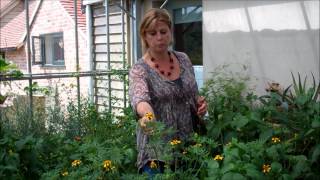 How to avoid getting whitefly in the greenhouse [upl. by Aney]