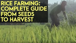 Rice Farming Complete Guide from Seeds to Harvest [upl. by Zetram]