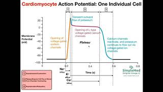 Cardiac Muscle Action Potential Diagram EXPLAINED [upl. by Yrome]