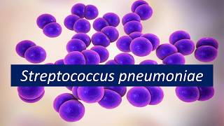 Microbiologia Médica Streptococcus pneumoniae [upl. by Enifesoj]