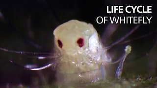 Life cycle of whitefly [upl. by Llerrit]