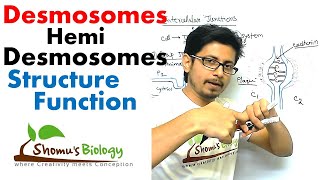 Desmosomes and hemi desmosomes [upl. by Aetnuahs]