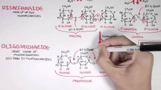 Biochemistry of Carbohydrates [upl. by Ococ]