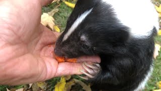 Top 5 Tips for Pet Skunk Owners [upl. by Oicirbaf212]