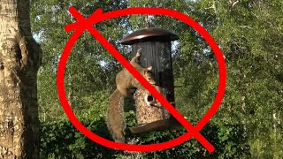 How to Setup the PERFECT Squirrel Proof Bird Feeder [upl. by Inaluiak]