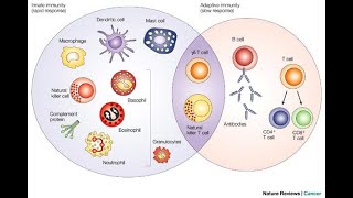 Innate and Acquired Immunity [upl. by Constantino661]