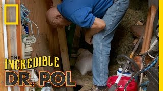 Dr Pol Rescues a Kitten  The Incredible Dr Pol [upl. by Nivaj]