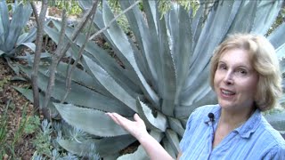 What You MUST Know About Century Plants Agave americana [upl. by Joell]