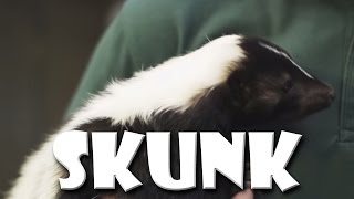 Animal Fact Friday  Striped Skunks [upl. by Bashee]