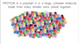 Monomers Polymers Synthesis amp Digestion [upl. by Fernyak]