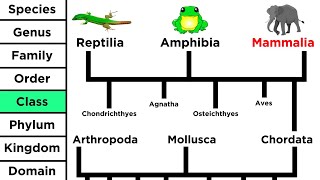 Phylogeny and the Tree of Life [upl. by Earej]