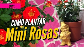 COMO PLANTAR MINI ROSAS  PASSO A PASSO [upl. by Valenba]