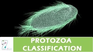 PROTOZOA CLASSIFICATION [upl. by Htebazile219]