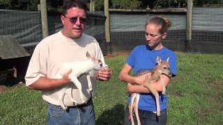 Rare Piebald Whitetailed Deer Fawn [upl. by Nerty]