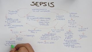 SEPSIS Fisiopatología [upl. by Pirozzo]