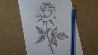 How to draw a realistic rose step by step  Pencil [upl. by Eitsyrhc]