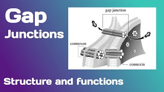 Gap junctions Structure and Functions [upl. by Lanos]