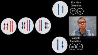 Chromosomal Inheritance [upl. by Shaylynn]