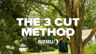 How to Prune a Tree Using the 3 Cut Method [upl. by Nida981]