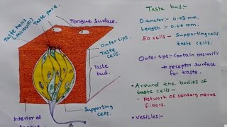 Taste Bud  Structure and function [upl. by Nonnah]