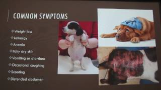 Common Parasites in Dogs [upl. by Cochard]