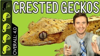 Crested Gecko The Best Pet Reptile [upl. by Upshaw]