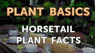 Horsetail Plant Facts [upl. by Niraj]