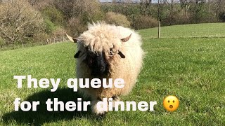 Swiss Valais blacknose sheep  How we feed our small in lamb flock [upl. by Reger112]