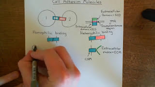 Cell Adhesion Molecules Part 1 [upl. by Adnawed]