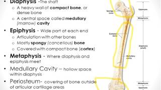 Osseous Tissue Chapter 6 Part 1 [upl. by Verne]