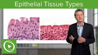 Epithelial Tissue Sections amp Functions – Histology  Lecturio [upl. by Audsley]