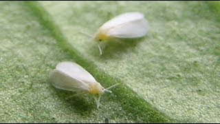 How To Build A Simple White Fly Trap And Identify White Flies [upl. by Ninette775]