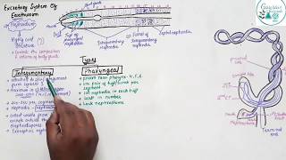 Excretory System Of Earthworm Class 11 [upl. by Cita]