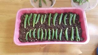 Step 1 Easy Succulents Propagation quotCrassula Ovata Gollumquot Jade Plants [upl. by Murdoch]