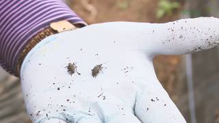 Successful vine weevil control in strawberries using NemaTrident Range from Bionema [upl. by Kanter]