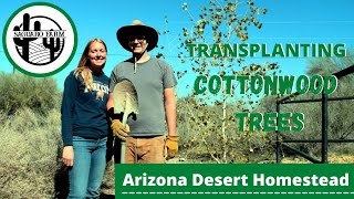 Transplanting Cottonwood Trees in Arizona [upl. by Aihtak]