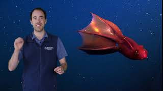 Fast Ocean Facts — Vampire Squid Eat Deep Sea Snot [upl. by Horne10]