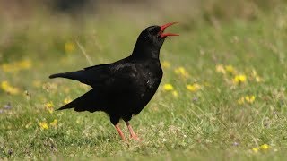 Redbilled Chough in Pembrokeshire [upl. by Narda619]