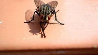 How To Get Rid Of A House Fly Infestation [upl. by Llyrrad919]