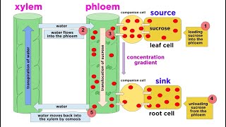 Types of Plant Tissues [upl. by Oiraved]