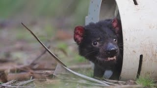 First Tasmanian Devils Born in Australia In 3000 Years [upl. by Lucian]