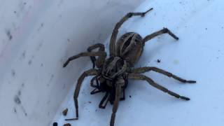 Wolf Spider Vs Black Widow [upl. by Avivah353]