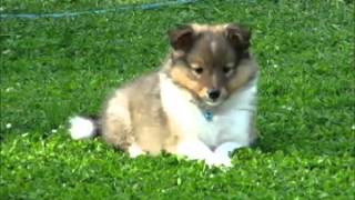 85 week old sheltie puppies playing in the garden [upl. by Anilosi]