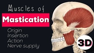 MUSCLES OF MASTICATION  3D [upl. by Dulcea]