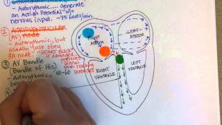 Conduction System of the Heart [upl. by Yaresed830]